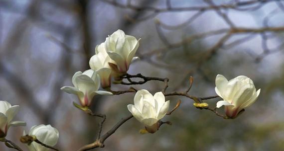 白玉兰花香对人体有害吗?如何安全欣赏白玉兰? 白玉兰花香对人体有害吗?如何安全欣赏白玉兰?