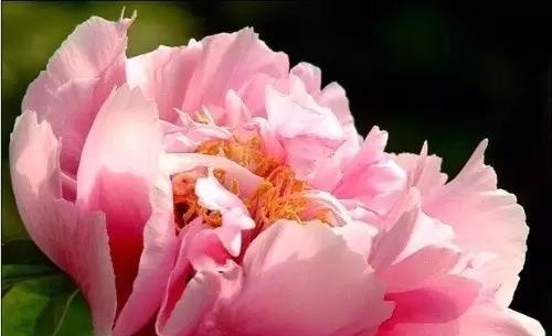 牡丹菊的花语和寓意（美丽的牡丹菊传递的花语和寓意）