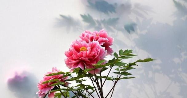 牡丹菊的花语和寓意（美丽的牡丹菊传递的花语和寓意）