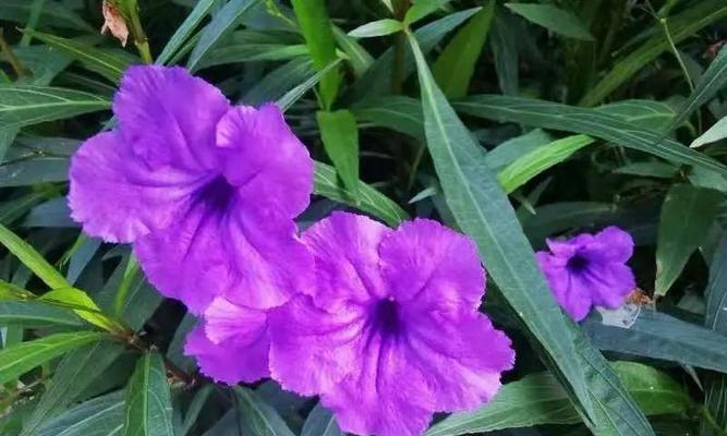 紫花翠芦莉的花语与美丽之秘（探寻紫花翠芦莉的花语与隐藏在其背后的美丽奥秘）