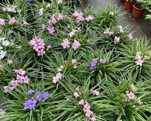 紫花翠芦莉的花语与美丽之秘（探寻紫花翠芦莉的花语与隐藏在其背后的美丽奥秘）