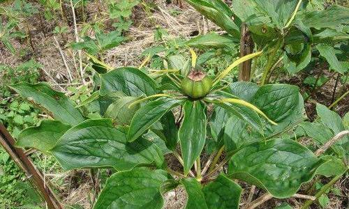 桔梗咸菜的根属于哪种植物？它的制作方法有哪些？