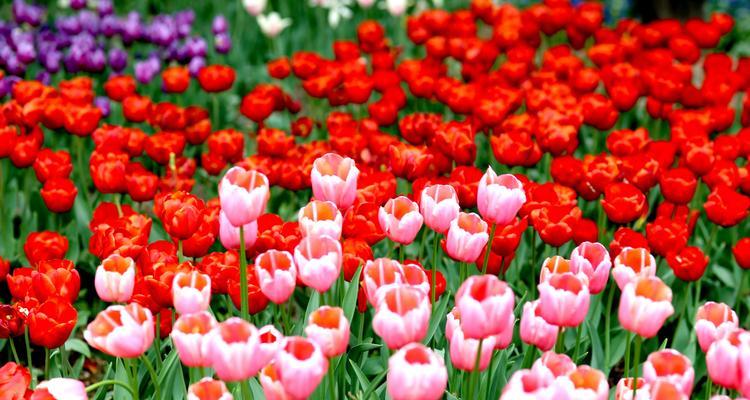 郁金樱的花语和意义（探寻郁金樱的花语及其象征意义）