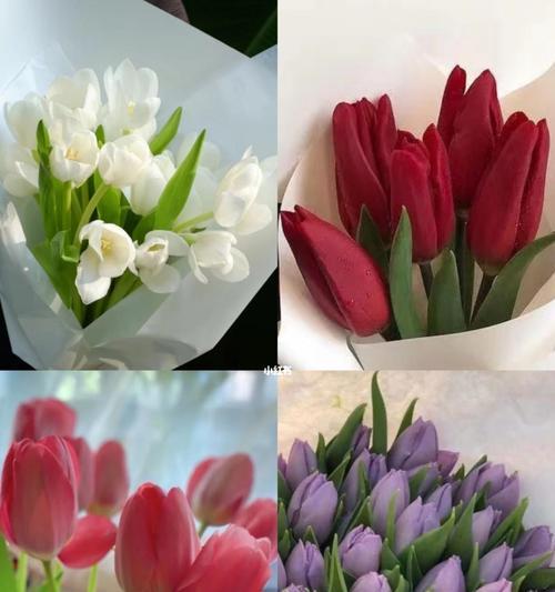 郁金樱的花语和意义（探寻郁金樱的花语及其象征意义）