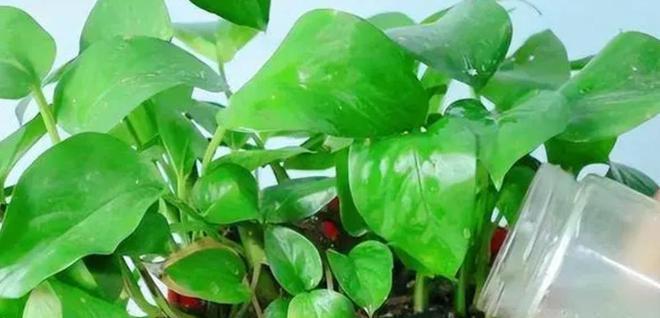 冷开水浇花有好处吗？使用冷开水浇花需要注意什么？