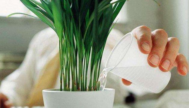 冷开水浇花有好处吗？使用冷开水浇花需要注意什么？