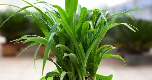 冷开水浇花有好处吗？使用冷开水浇花需要注意什么？