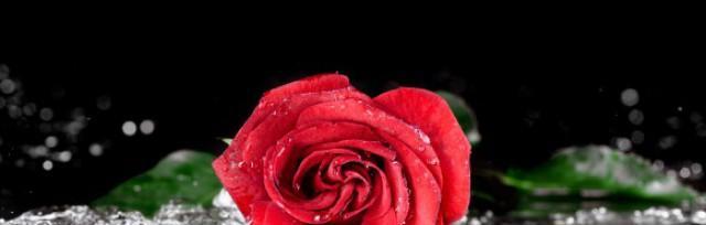 红玫瑰的花语（探索红玫瑰花语的意义与历史）