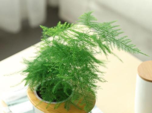 文竹怕冷还是怕热？如何正确养护文竹？