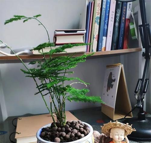 文竹怕冷还是怕热?如何正确养护文竹? 文竹怕冷还是怕热?如何正确养护文竹?