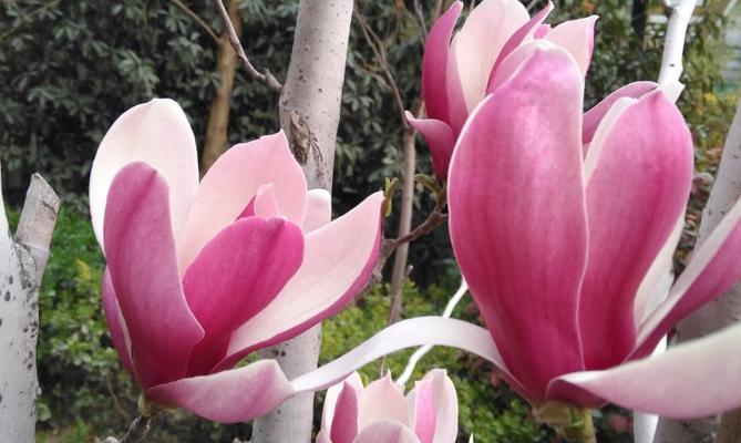 玉兰花的含义及象征(探寻玉兰花的深层寓意和文化象征) 玉兰花的含义及象征(探寻玉兰花的深层寓意和文化象征)