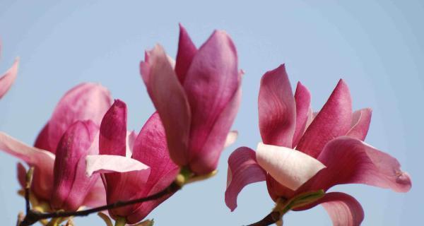 玉兰花的含义及象征(探寻玉兰花的深层寓意和文化象征) 玉兰花的含义及象征(探寻玉兰花的深层寓意和文化象征)