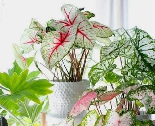 喜欢晒太阳的花卉有哪些？如何正确养护？