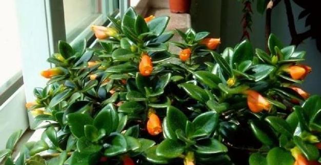 喜欢晒太阳的花卉有哪些？如何正确养护？