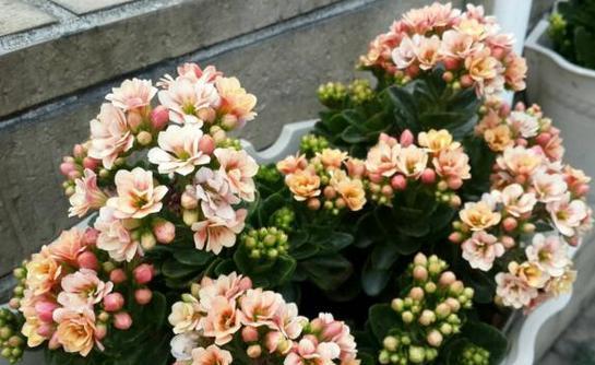 喜欢晒太阳的花卉有哪些？如何正确养护？