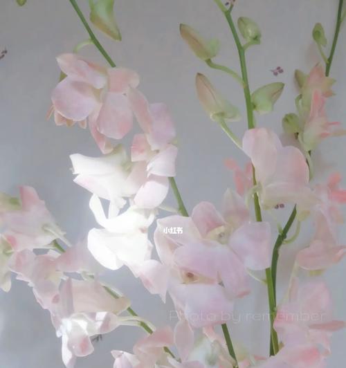 洋兰花的美丽与象征（探索洋兰花的深层含义）