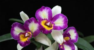 洋兰花的美丽与象征（探索洋兰花的深层含义）