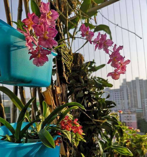 洋兰花的美丽与象征（探索洋兰花的深层含义）