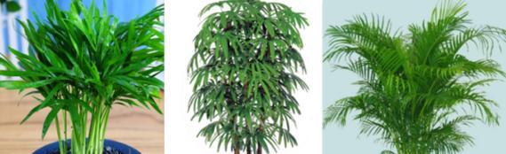 袖珍椰子树喜阴还是喜阳？光照需求与养护技巧解析