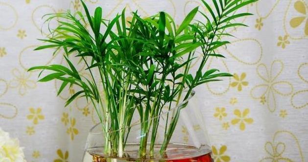 袖珍椰子树喜阴还是喜阳？光照需求与养护技巧解析