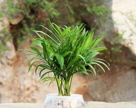 袖珍椰子树喜阴还是喜阳？光照需求与养护技巧解析