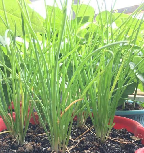 葱是一年生还是多年生植物？如何区分和管理？