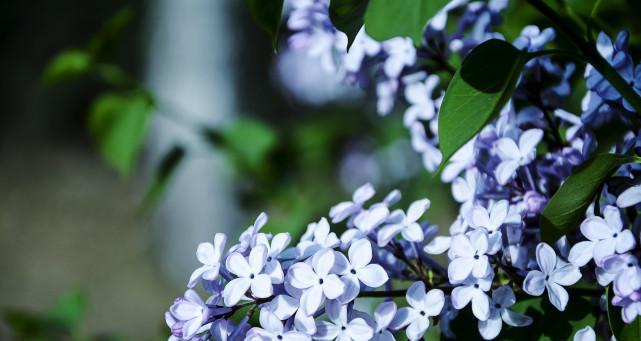 紫丁香的花语——传递希望与坚韧（昂首挺胸）