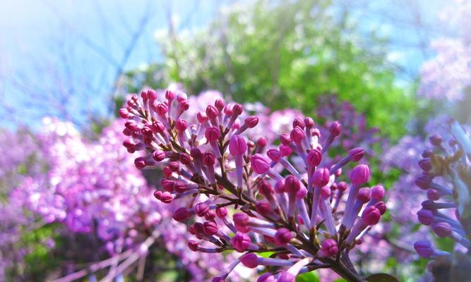 紫丁香的花语——传递希望与坚韧（昂首挺胸）