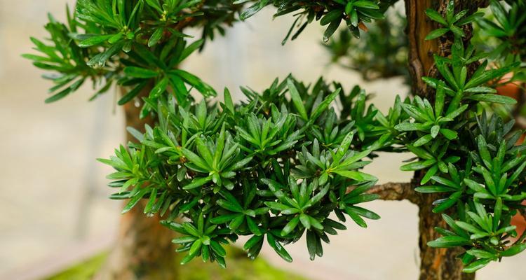 罗汉松的生长环境条件是什么？它有哪些独特特点？