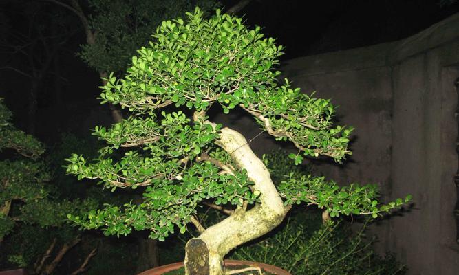 罗汉松的生长环境条件是什么？它有哪些独特特点？