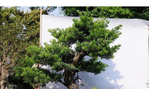 罗汉松的生长环境条件是什么？它有哪些独特特点？