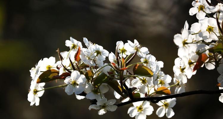 以梨花代表的人（探索梨花象征的内涵与启示）
