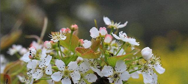 以梨花代表的人（探索梨花象征的内涵与启示）