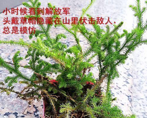 石松属于什么植物类型？石松的分类和特性是什么？