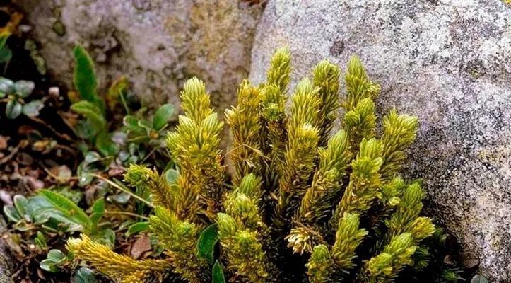 石松属于什么植物类型？石松的分类和特性是什么？