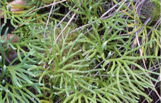 石松属于什么植物类型？石松的分类和特性是什么？