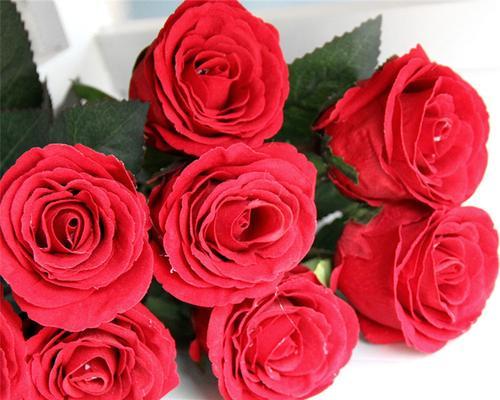 玫瑰花的寓意与传说（探索六朵玫瑰花的深意）