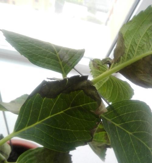 绣球打蔫了怎么办?如何快速恢复绣球的生机? 绣球打蔫了怎么办?如何快速恢复绣球的生机?