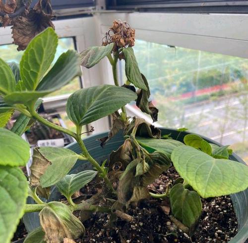 绣球打蔫了怎么办?如何快速恢复绣球的生机? 绣球打蔫了怎么办?如何快速恢复绣球的生机?