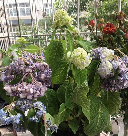 绣球打蔫了怎么办?如何快速恢复绣球的生机? 绣球打蔫了怎么办?如何快速恢复绣球的生机?