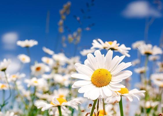 小雏菊的寓意与象征意义（探索小雏菊在文化中的重要地位）