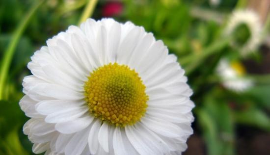 小雏菊的寓意与象征意义（探索小雏菊在文化中的重要地位）