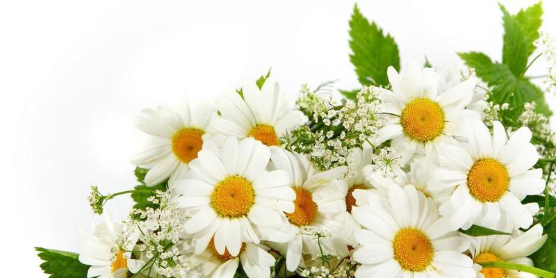 小雏菊的寓意与象征意义（探索小雏菊在文化中的重要地位）