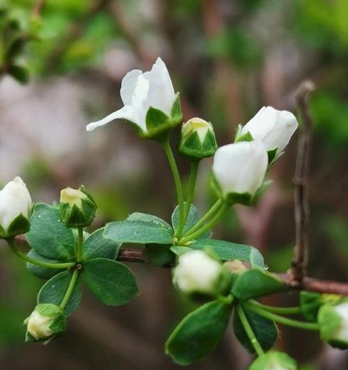 什么花代表睿智？寻找智慧的象征花卉有哪些？