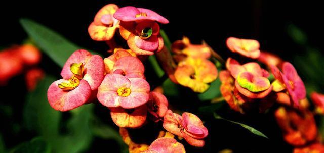 什么花代表睿智？寻找智慧的象征花卉有哪些？