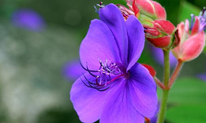 什么花代表睿智？寻找智慧的象征花卉有哪些？