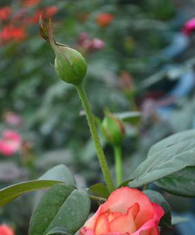 玫瑰花骨朵多久会开花？如何判断花期？