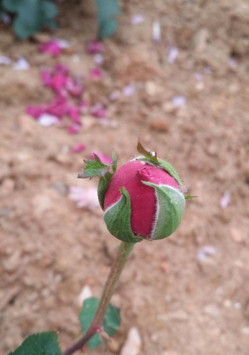 玫瑰花骨朵多久会开花？如何判断花期？