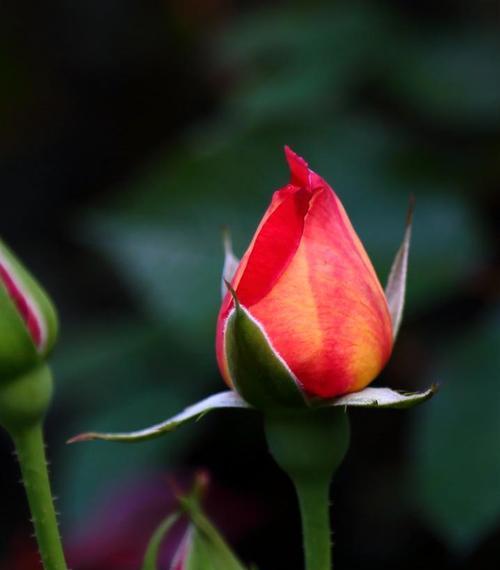 玫瑰花骨朵多久会开花？如何判断花期？