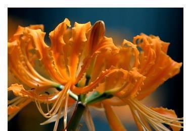 绝望之花（以绝望为主题的花语揭示内心的哀伤与无助）